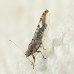 Leuronota maculata