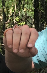 Carphophis amoenus helenae