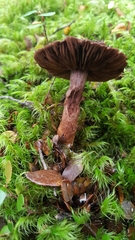 Cortinarius ursus
