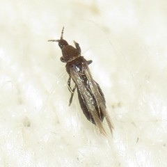 Chirothrips
