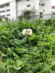 Trifolium repens