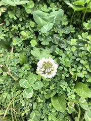 Trifolium repens