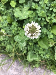 Trifolium repens