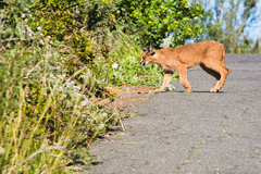 Caracal caracal caracal