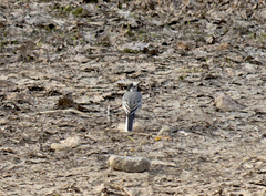 Motacilla alba