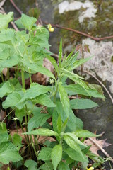 Hybanthus concolor