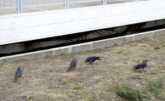 Corvus monedula