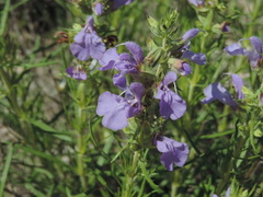 Salvia engelmannii