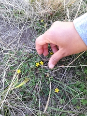 Oxalis exilis