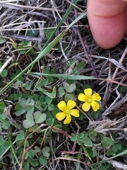 Oxalis exilis