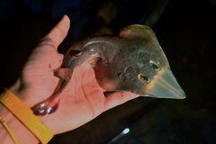 Whitesnout Guitarfish photo 2