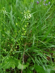Capsella bursa-pastoris