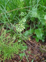 Capsella bursa-pastoris