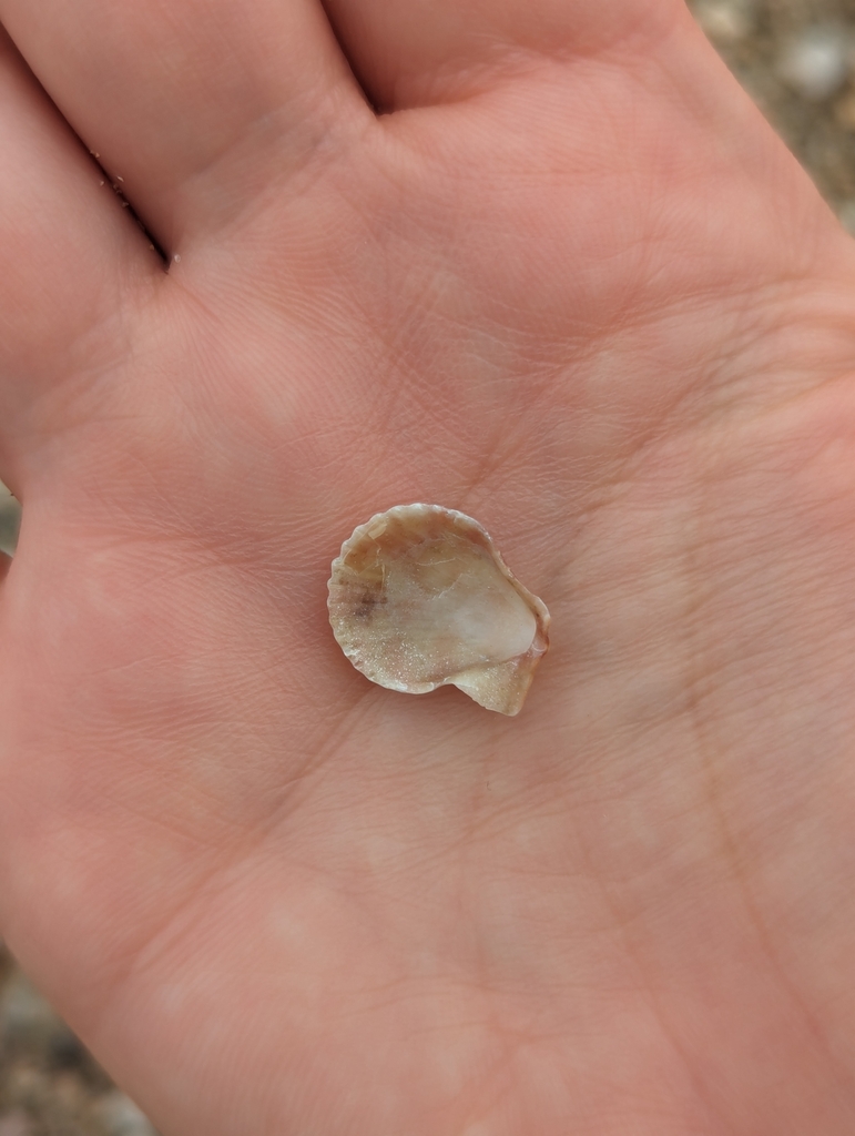 Cryptopecten