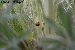 Coccinella monticola