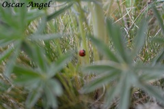 Coccinella monticola