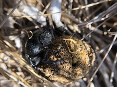 Scarabaeus semipunctatus