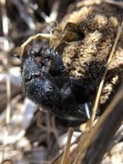 Scarabaeus semipunctatus