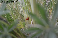 Coccinella monticola