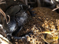 Scarabaeus semipunctatus