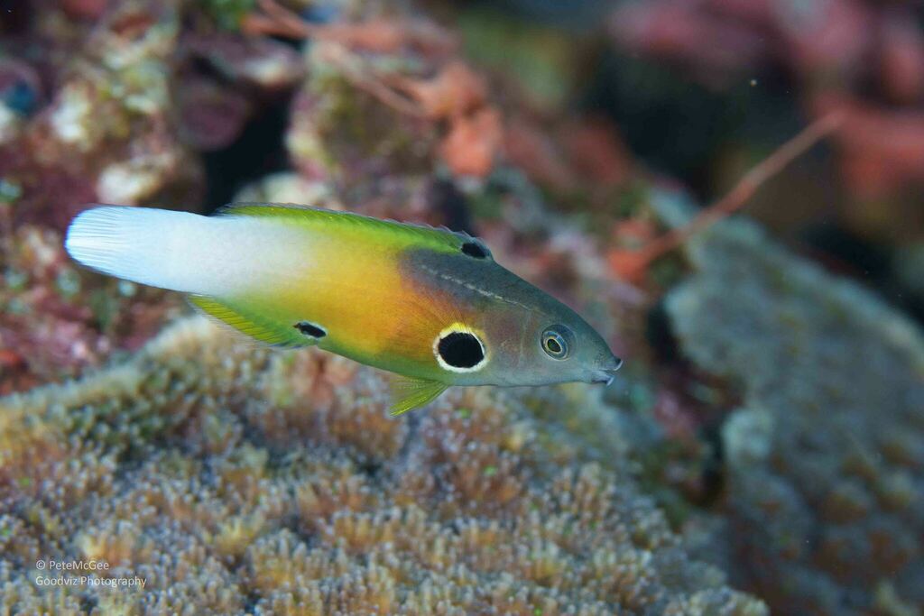 Allen's tubelip (Labropsis alleni) — Labridae