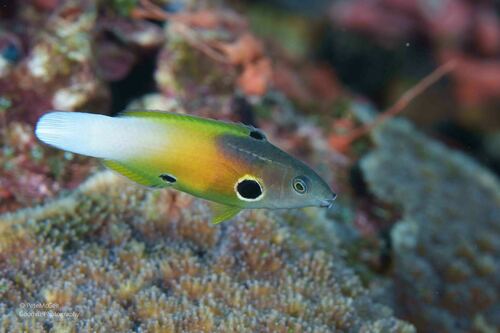 Allen's tubelip (Labropsis alleni) — Labridae