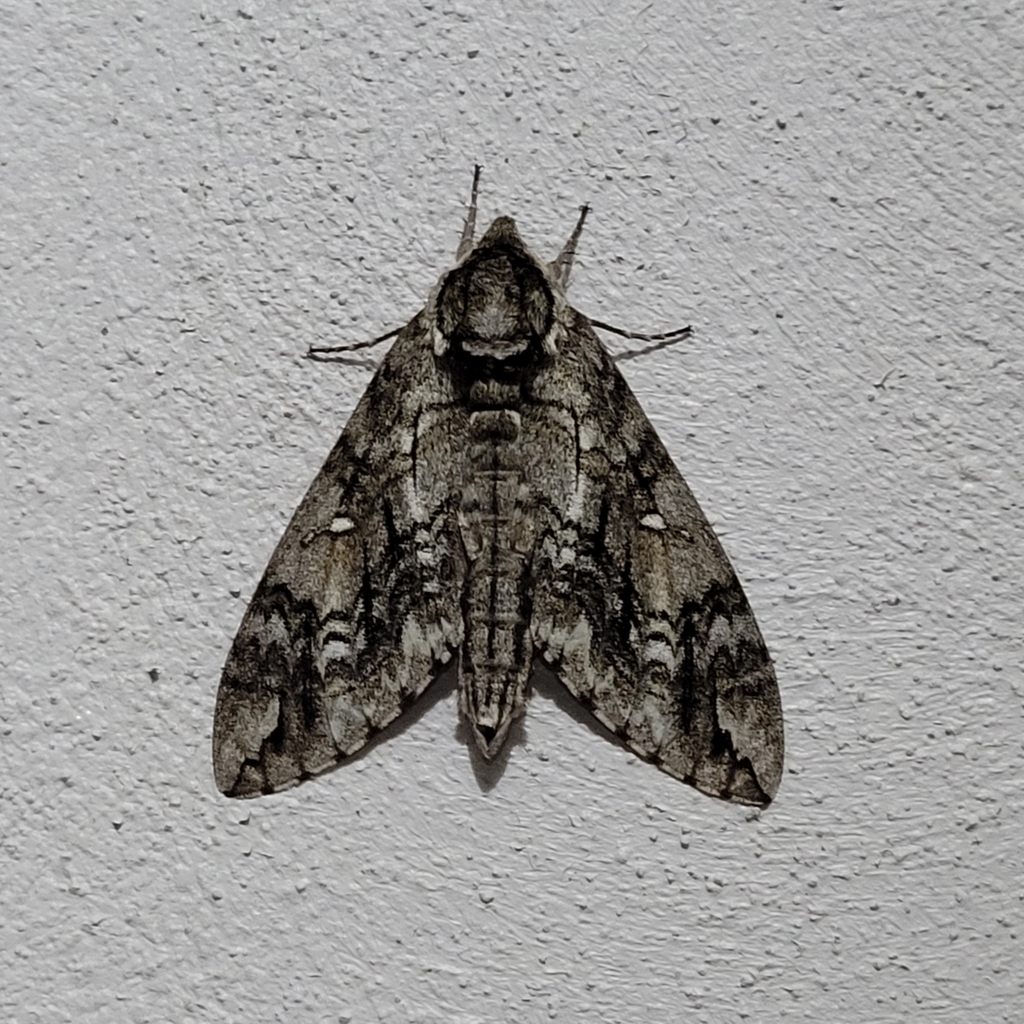 Waved Sphinx from Huntsville, TX, USA on March 16, 2024 at 11:37 PM by ...