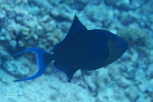 Red-tooth Triggerfish