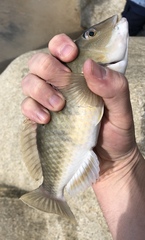 Notolabrus celidotus