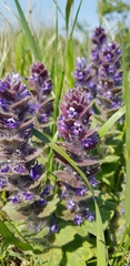 Ajuga orientalis