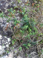 Veronica strictissima