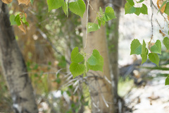 Populus fremontii fremontii