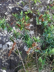 Veronica strictissima