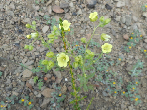 Whispering-bells seedling