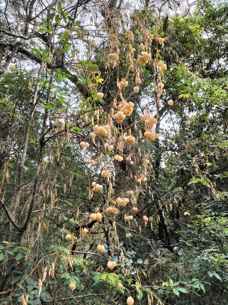 Showy Balloon Vine from 644X+HJ, Lindfield NSW 2070, Australia on March ...