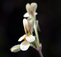 Pelargonium luteolum