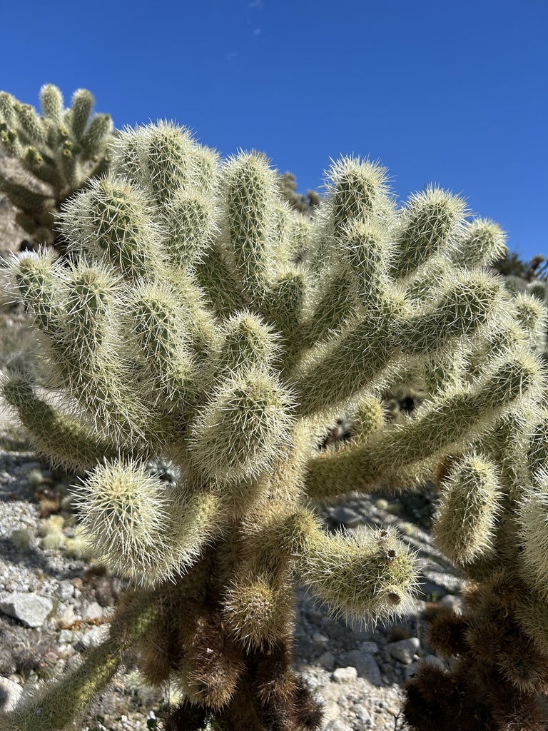 Teddybear Cholla (Cylindropuntia bigelovii)  iNaturalist