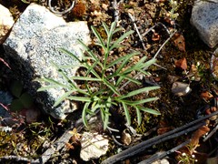 Pelargonium luteolum