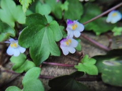 Cymbalaria muralis