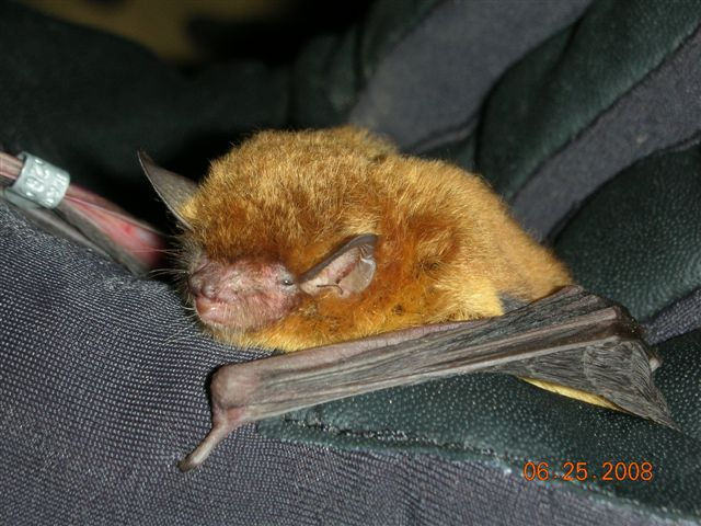 southeastern myotis Archives - Bat Conservation & Rescue of Virginia