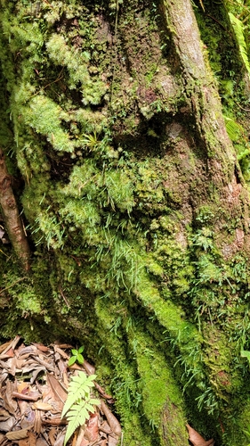 Toothed snailfern (Cochlidium serrulatum)