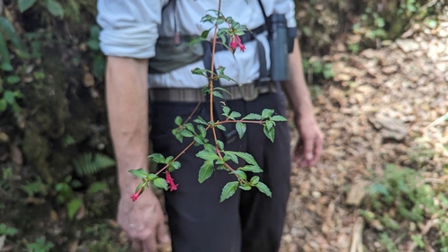 Image of Fuchsia microphylla by (c) Alina Martin, some rights reserved (CC BY)