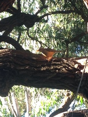 Turdus olivaceus