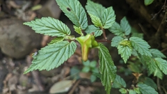 Begonia urticae image