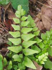 Lindsaea heterophylla