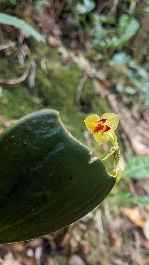 Lepanthes poasensis