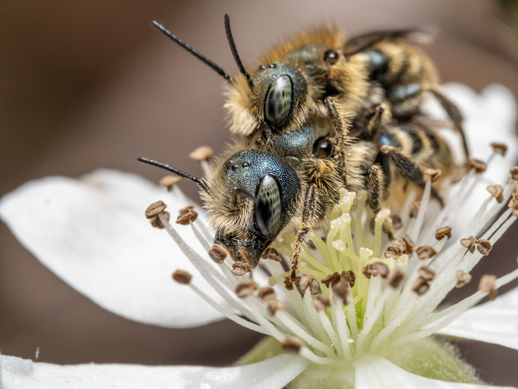 Georgia Mason Bee