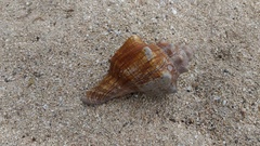 Pleuroploca trapezium