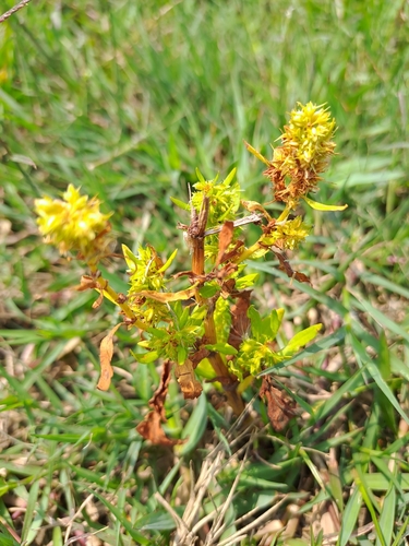 Image of Rumex dentatus by (c) Augustus Chen, some rights reserved (CC BY)