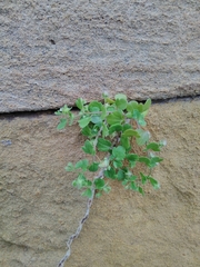 Veronica hederifolia